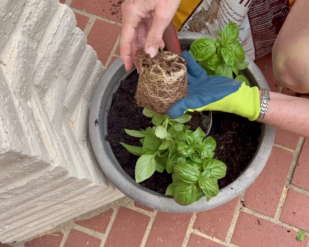 Woman's hand is loosening the roots of a basil plant before placing it in the pot.