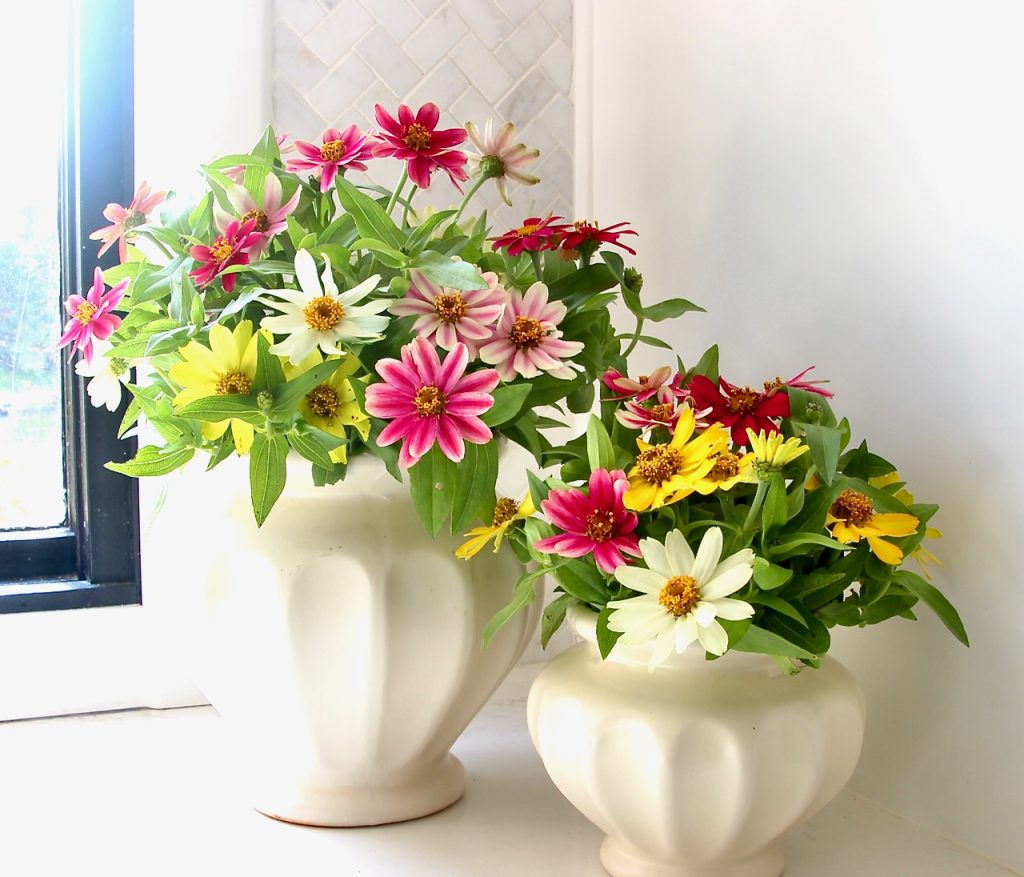 two vases on a countertop by a window filled with multi-colored zinnias