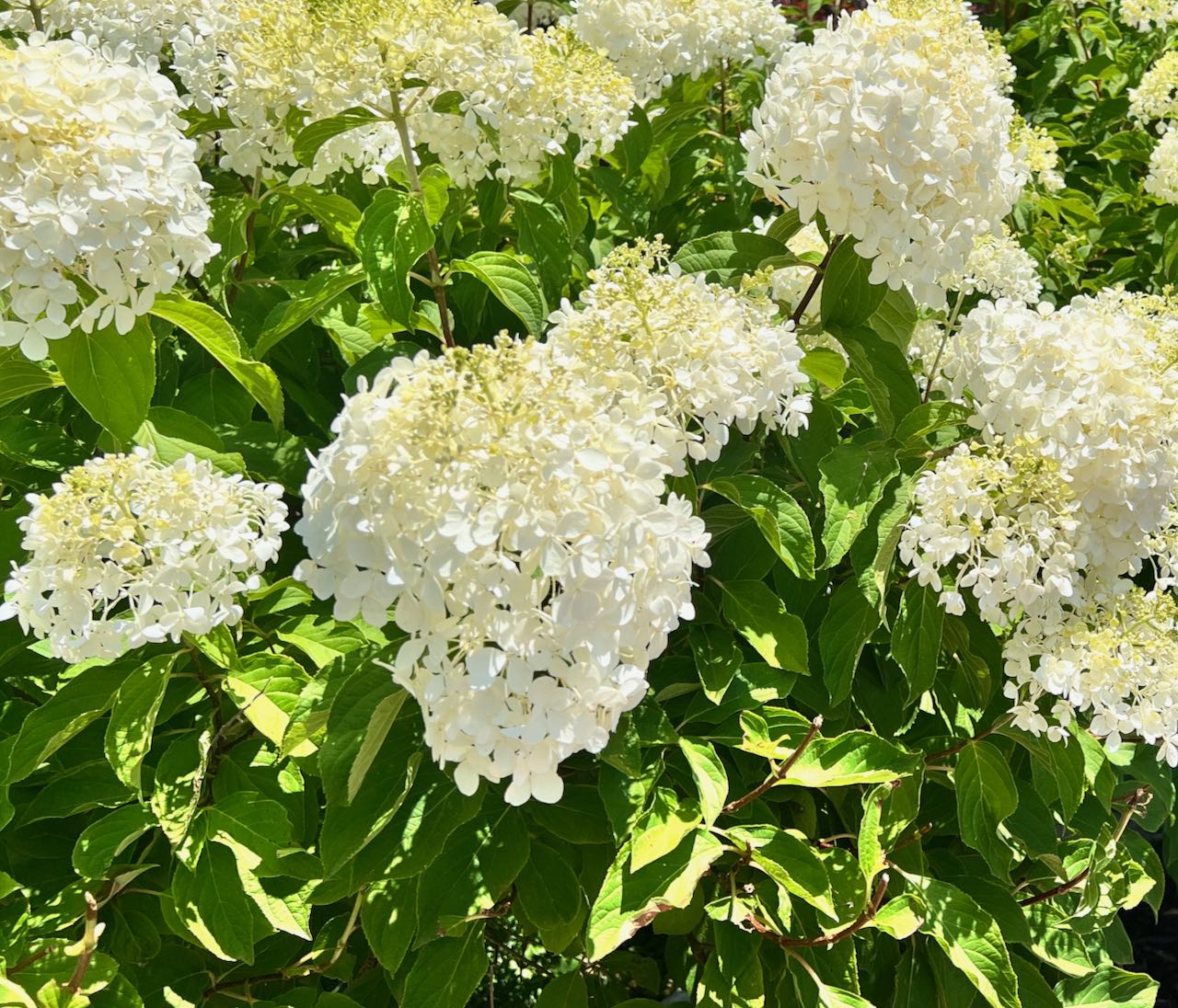 Closeup of large white hydrangea blooms on hydrangea trees