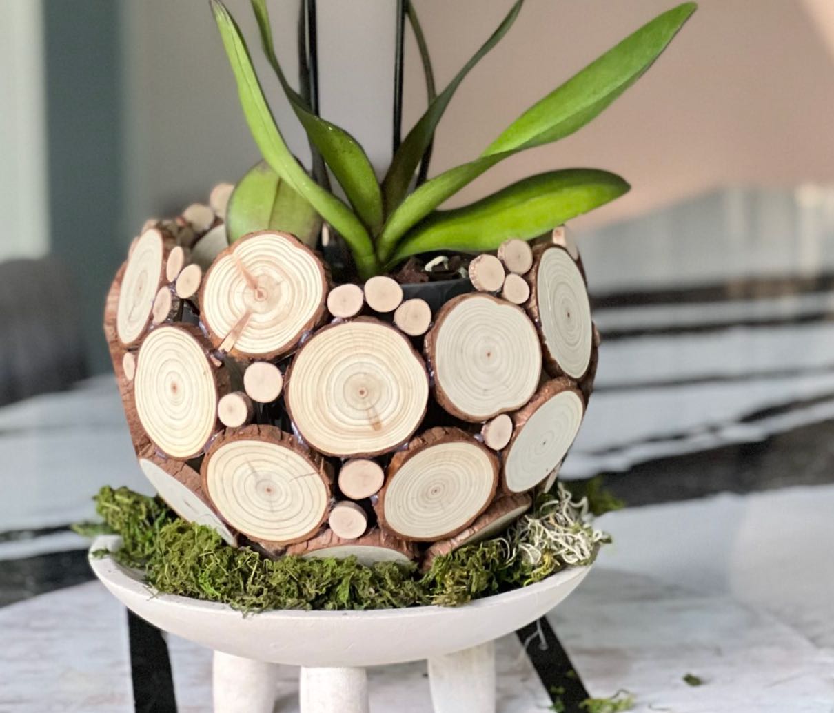 bowl made tree branch slices