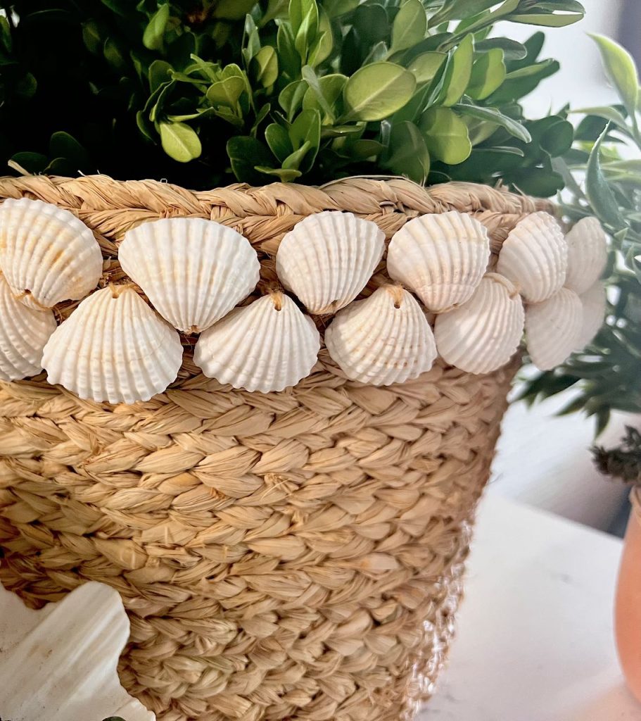 Colorful seashell collection decorates wicker basket for beach