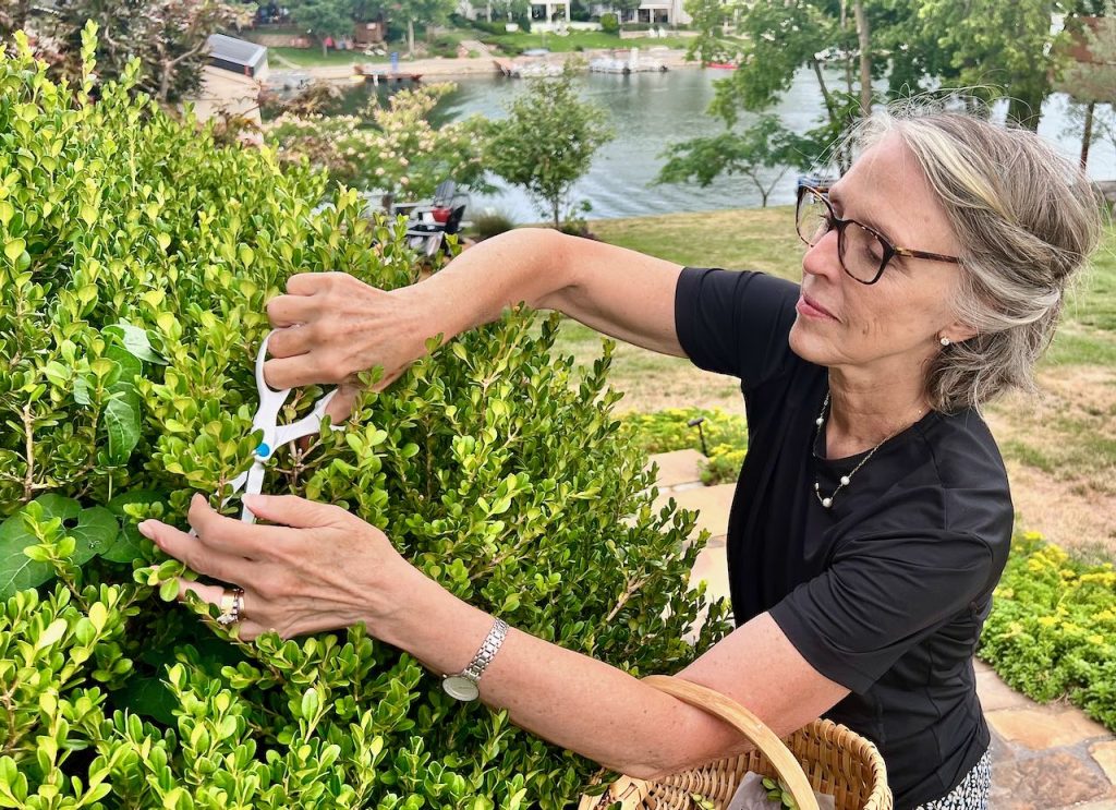 woman cutting boxwood with a basket over her arm