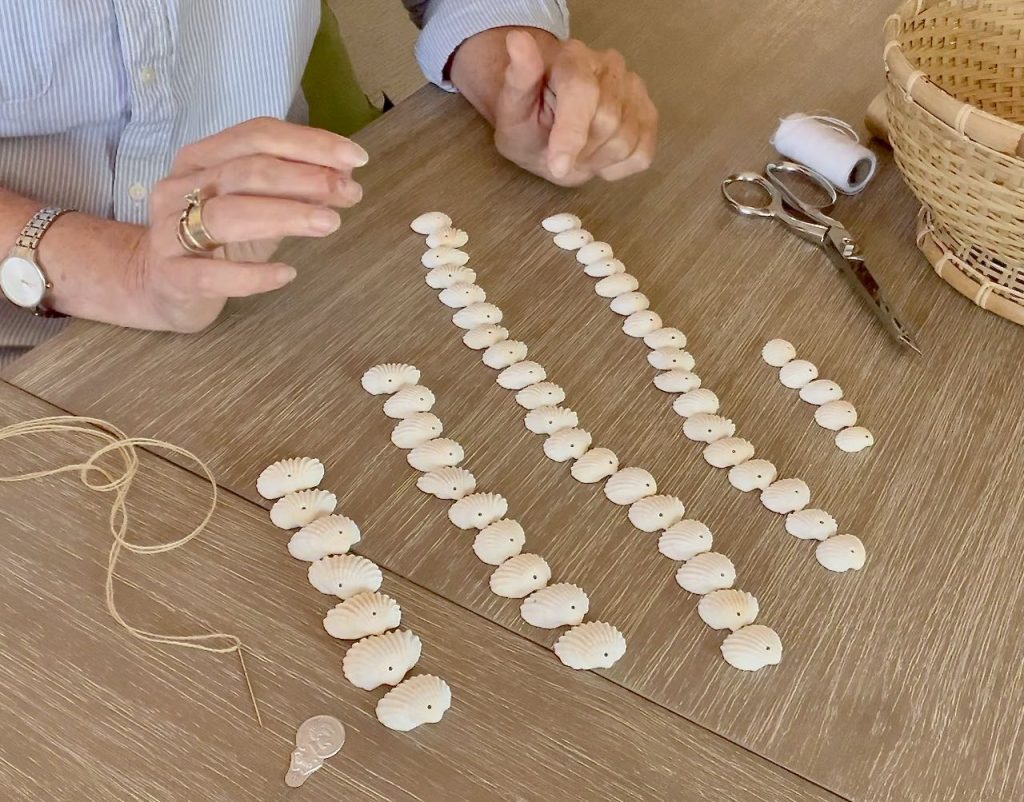 seashells in lines by size on a wood table top