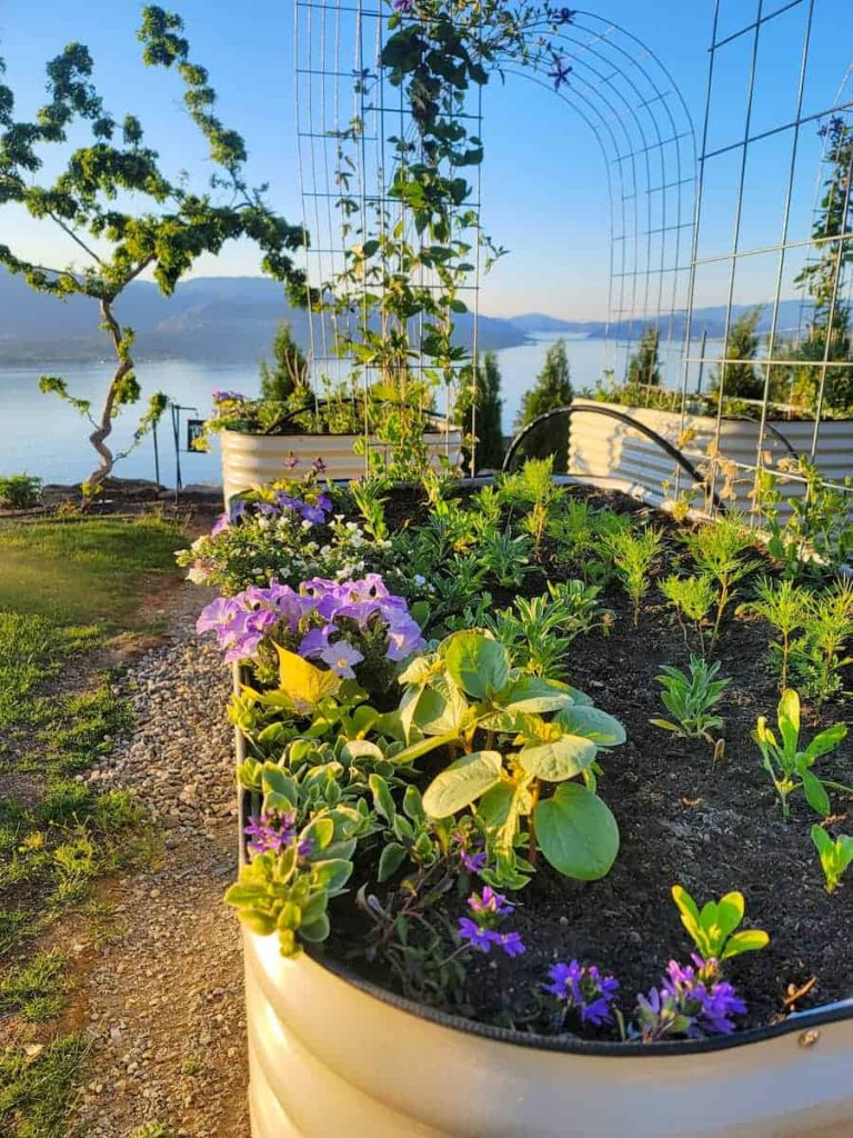 flowers and trellises in raised beds overlooking a lake