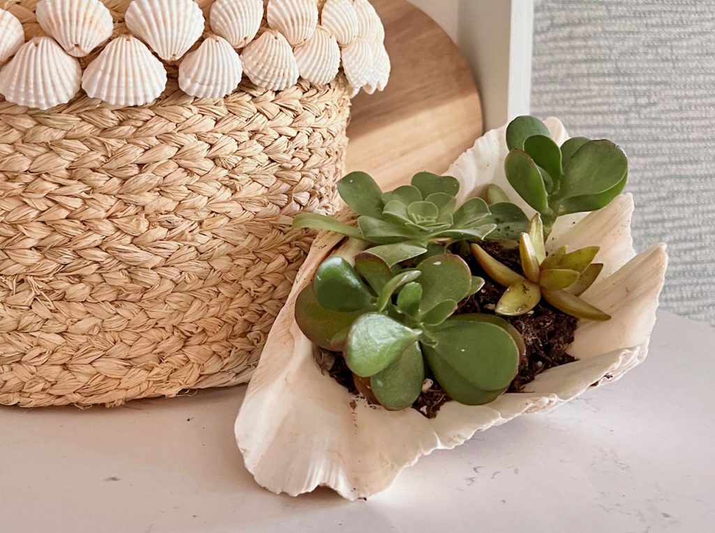 Closeup of succulents planted in a shell next to a shell basket