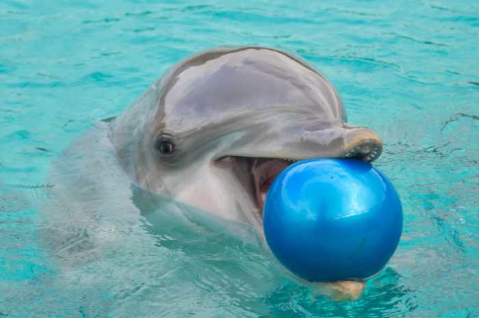 A dolphin is holding a ball in his mouth and looking right at the camera