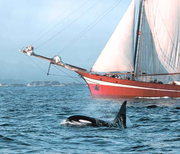 a whale's doral fin and tail are seen swimming beside a large sail boat in the ocean