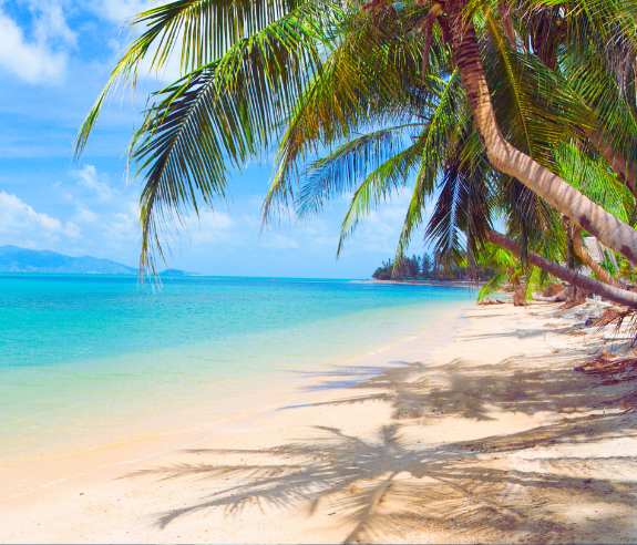 Sandy beach under blue sky with palm trees