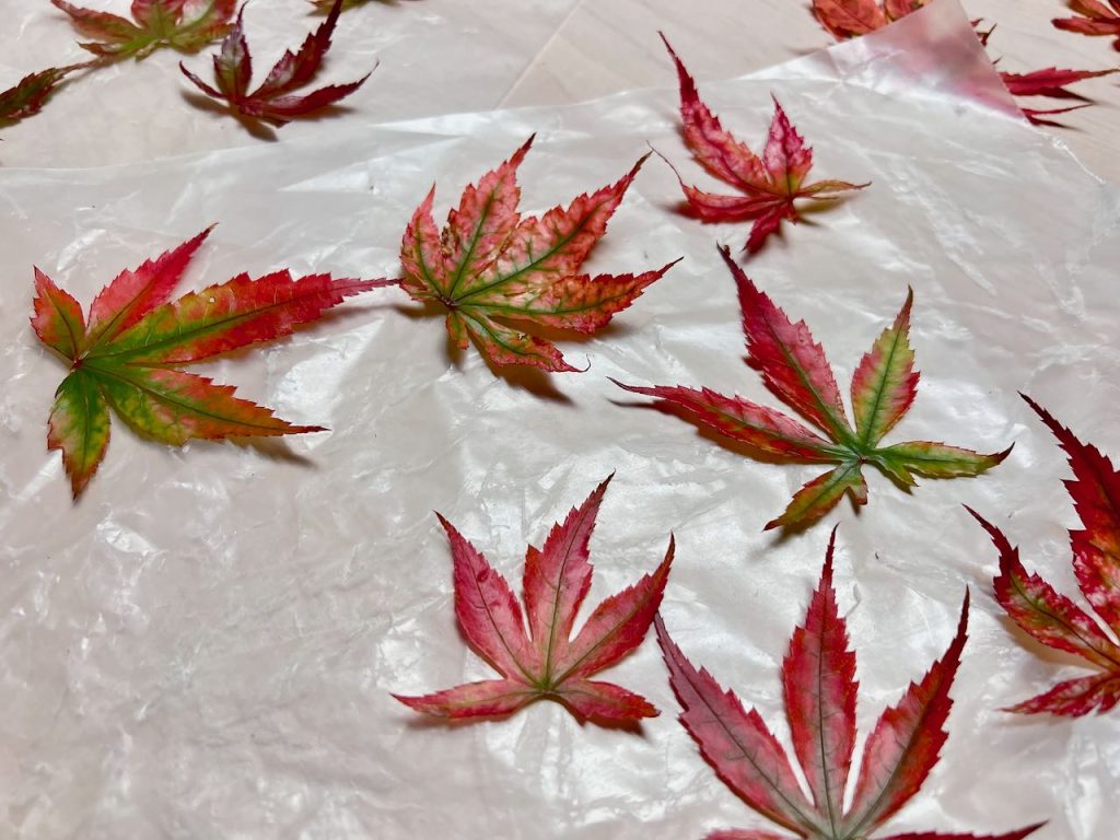 preserved fall leaves finshed drying on a sheet of wax paper