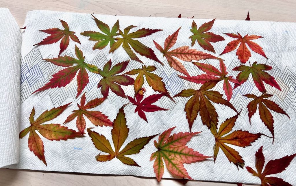 many colorful fall leaves laying on a paper towel