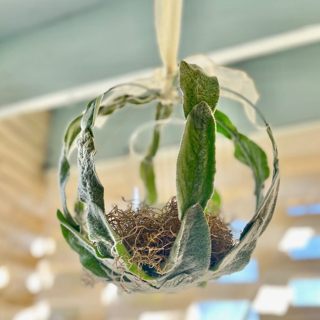 Hanging from a porch ceiling is a globe that's partially covered in fresh lambs ear with a candle in a hurricane in the center