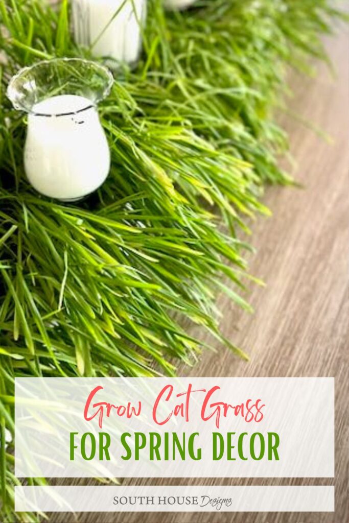 Pinterest pin with closeup of grass growing in a long planter box on a table with the caption: Grow Cat Grass For Spring Decor