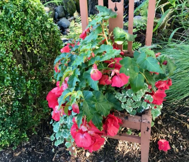 flower plants are planted in the seat of a vintage wood chair next to a sculpted evergreen