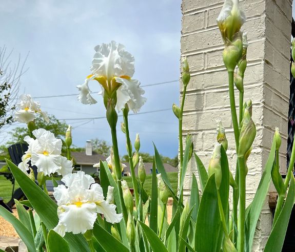 closeup of white iris blooming in front of a blue sky and brick column