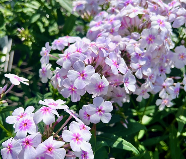closeup of sweet blossoms in the sunshine at a garden center
