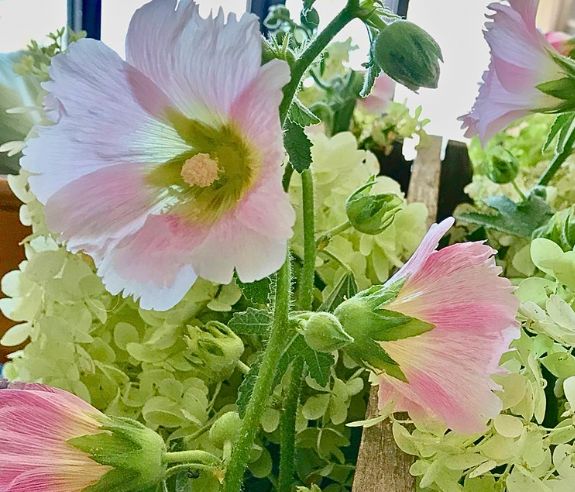 Closeup of hollyhocks in an arrangement with hydrangeas