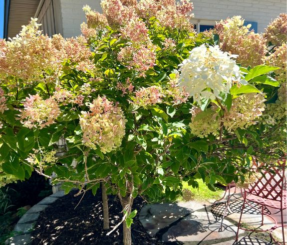 One single white hydrangea bloom in the middle of a hydrangea hedge all turning deep rose for fall