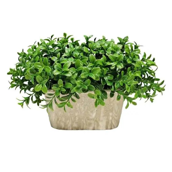A lush green plant with small, glossy leaves sits in a wide rectangular beige planter, reminiscent of festive Mardi Gras decorations. The dense foliage spills over the edges, adding a lively and vibrant touch to any setting.
