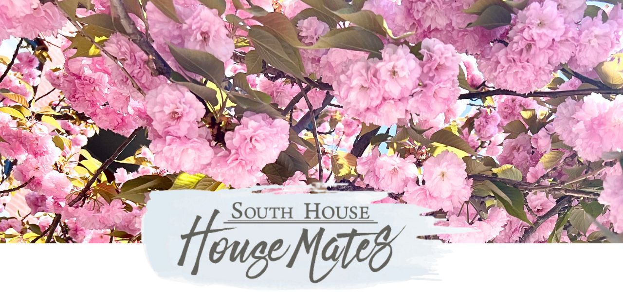 Clusters of vibrant pink cherry blossoms fill tree branches, with green leaves peeking through. Text overlay at the bottom reads "South House House Mates" in stylish, handwritten-style font.