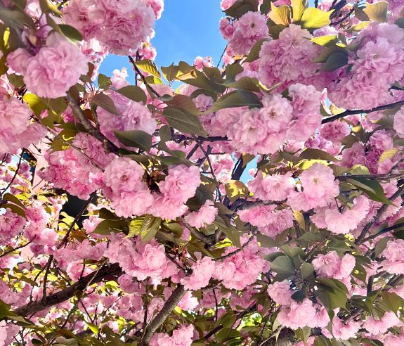 Branches of a tree covered in vibrant pink cherry blossoms and green leaves, set against a bright blue sky.