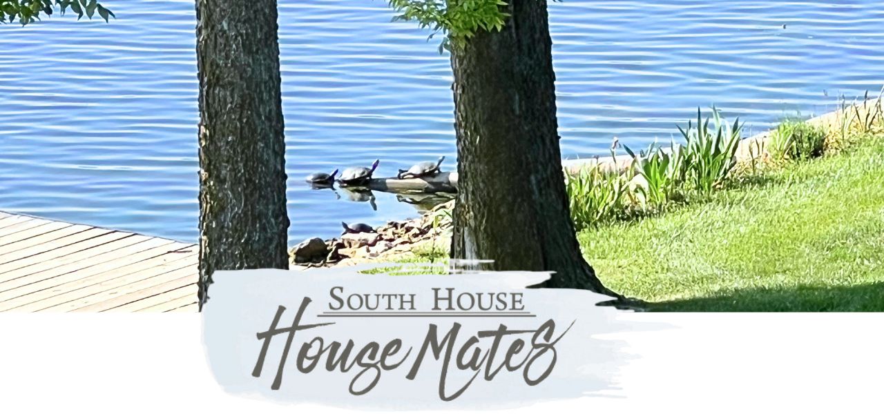 Several turtles bask on a sunlit lakeshore near water, partially framed by two tree trunks. The text “South House House Mates” appears in a handwritten style along the bottom of the image.