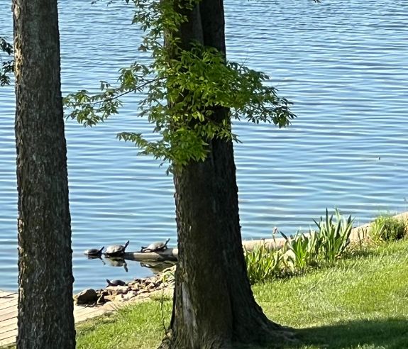Two trees stand in the foreground by a lakeside. In the background, several turtles rest on a log near the water’s edge, with rippling blue water and green grass visible.