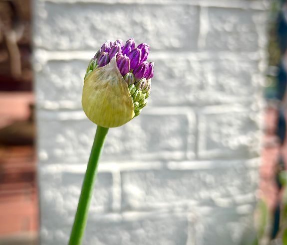 A close-up of a single flower bud opening, revealing clusters of small purple blossoms, set against a blurred background of a white brick wall.