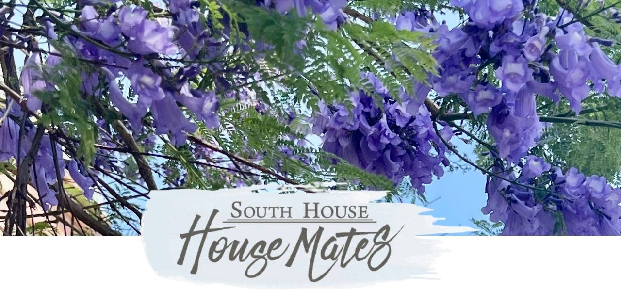 Clusters of purple jacaranda flowers hang from leafy green branches against a blue sky. Below, a painted white banner displays the text: "South House House Mates.
