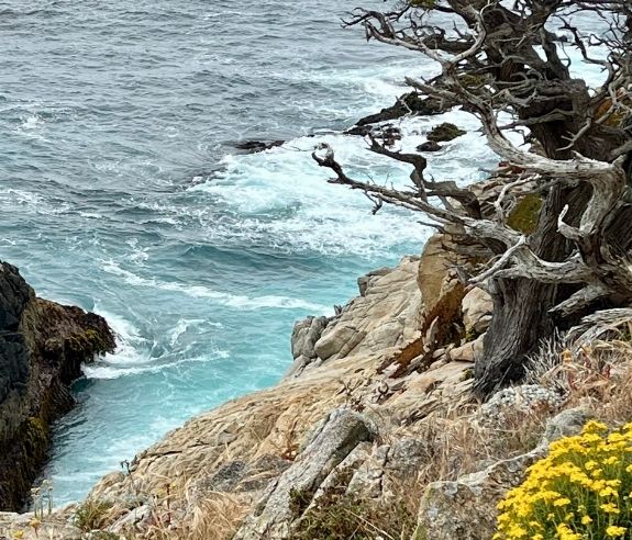 Waves crash against rocky cliffs beneath a gnarled tree along the shoreline, with yellow wildflowers in the foreground and turquoise water swirling below.