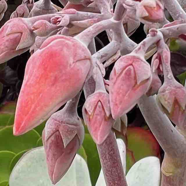 Close-up of several pink succulent flower buds on thick, pale stems, with hints of green leaves in the background. The buds have a soft, velvety texture and are not yet open.