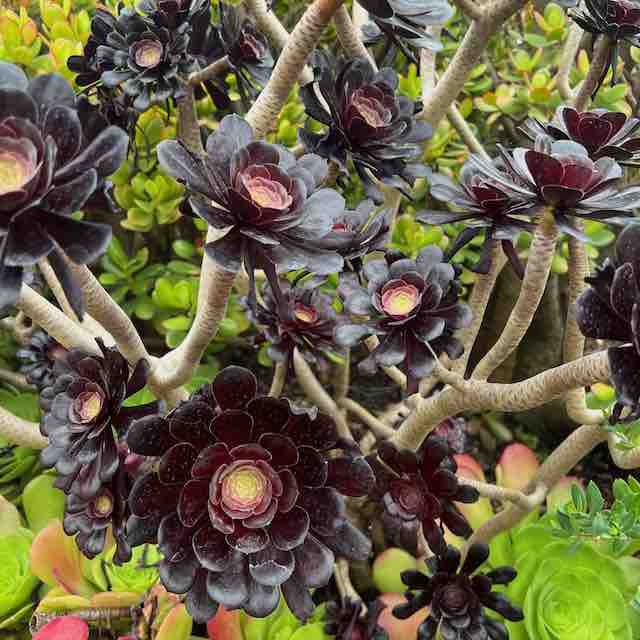 Dark purple-black succulent rosettes with light green centers grow on branching stems, surrounded by various green succulents in a lush garden setting.