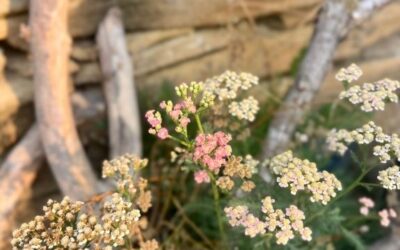 Weekender Newsletter 8-16-25