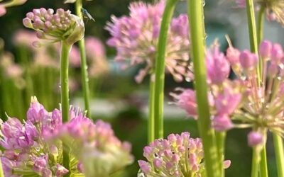 Weekender Newsletter + Shopping With Friends 8-2-25