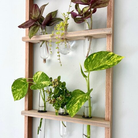 A wooden wall-mounted rack holds clear glass vials filled with green leafy plant cuttings and vines, arranged decoratively on two shelves against a light-colored wall.