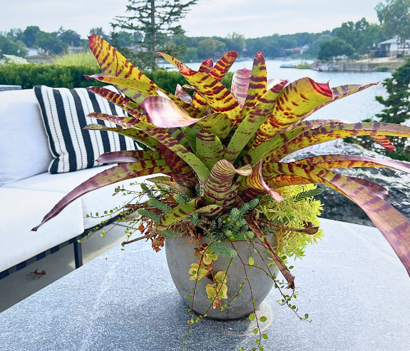 A potted plant with long, striped leaves sits on a patio table outdoors, with a white cushioned chair and striped pillow nearby. In the background, there is a lake and green trees.