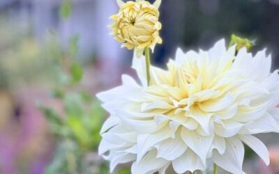 Weekender Newsletter