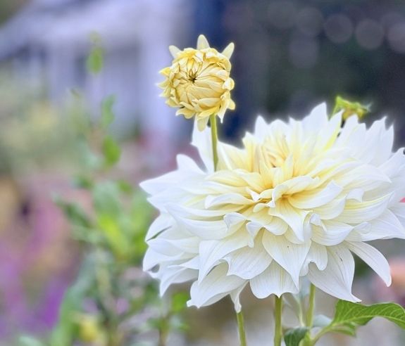 Close-up of a blooming pale yellow dahlia flower with soft, layered petals and a smaller, unopened bud beside it. The background is blurred with hints of greenery and a building.