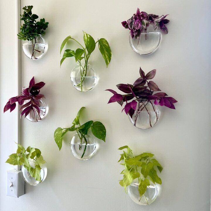 Seven glass wall planters with various green and purple houseplants are mounted on a white wall in a neat grid, creating a vibrant plant gallery wall. Sunlight streams in from the right, illuminating the lush display.