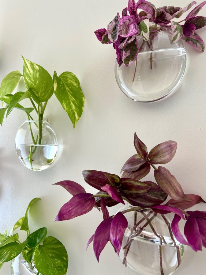 Three clear glass wall vases hang gallery wall style, each holding vibrant green and purple leafy plants. Their healthy foliage and varied patterns add a lively, fresh touch to any white wall space.