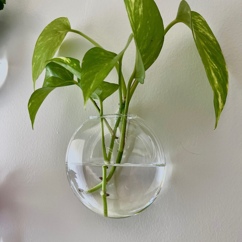 A round, clear glass wall vase filled with water holds several green pothos plant cuttings. Hang it on a light-colored wall for a fresh, modern accent—perfect for creating a lively gallery wall display.