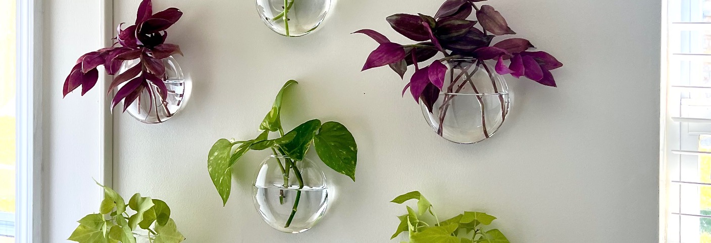 Five clear glass wall vases create a Hang Gallery Wall effect, holding houseplants with green and purple leaves, decoratively arranged on a white wall near a window.
