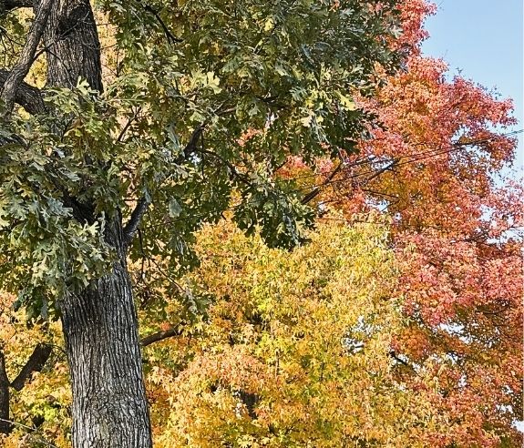 A close-up of trees with autumn foliage, showing green, yellow, and orange leaves. The textured bark of a large tree trunk is visible on the left, with colorful leaves filling the background.