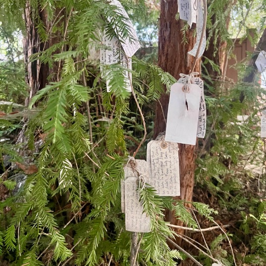 Small handwritten notes on tags are tied to green fir tree branches outdoors, creating a wishing tree display. The tags contain messages and wishes written in ink.