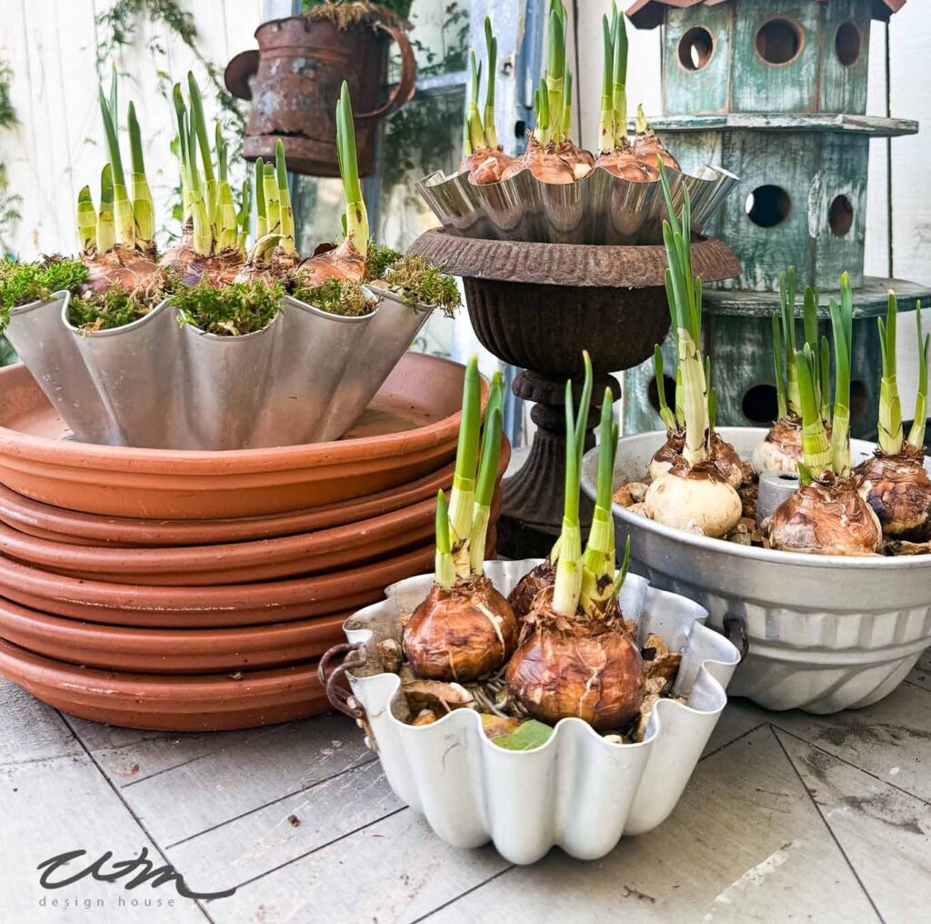 A variety of potted flower bulbs with green shoots are arranged in vintage fluted molds and pots, surrounded by stacked terracotta trays and a decorative birdhouse on a wooden surface.