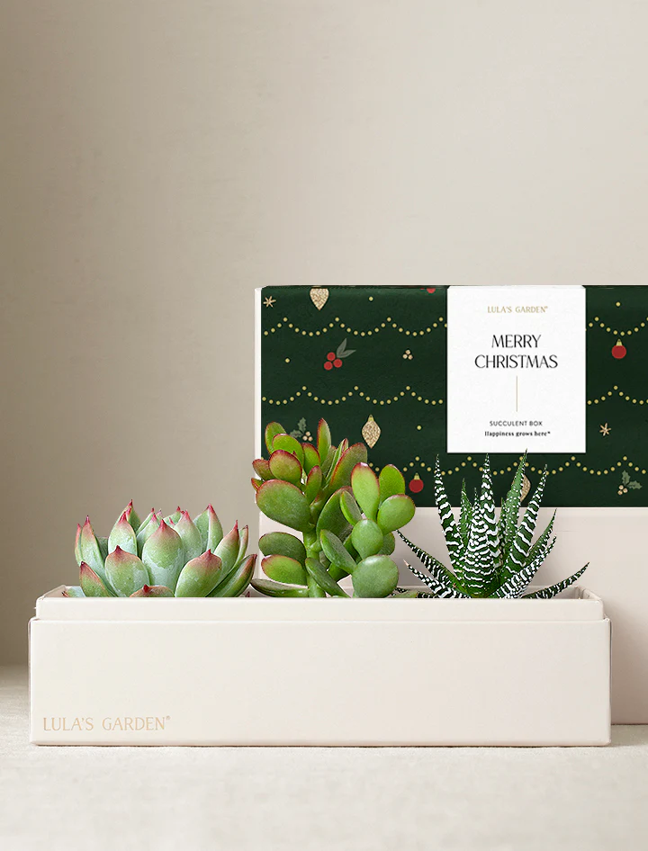 A cream-colored box labeled "Lula's Garden" holds three small succulents in front of festive green packaging with gold and red ornaments and a card that reads "Merry Christmas.
