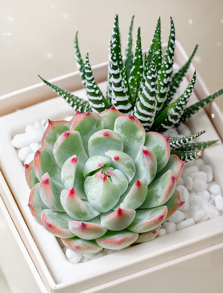 A close-up of two succulents in a white square pot with white pebbles: a rosette-shaped Echeveria with red-tipped green leaves and a striped Haworthia with pointy, dark green leaves.