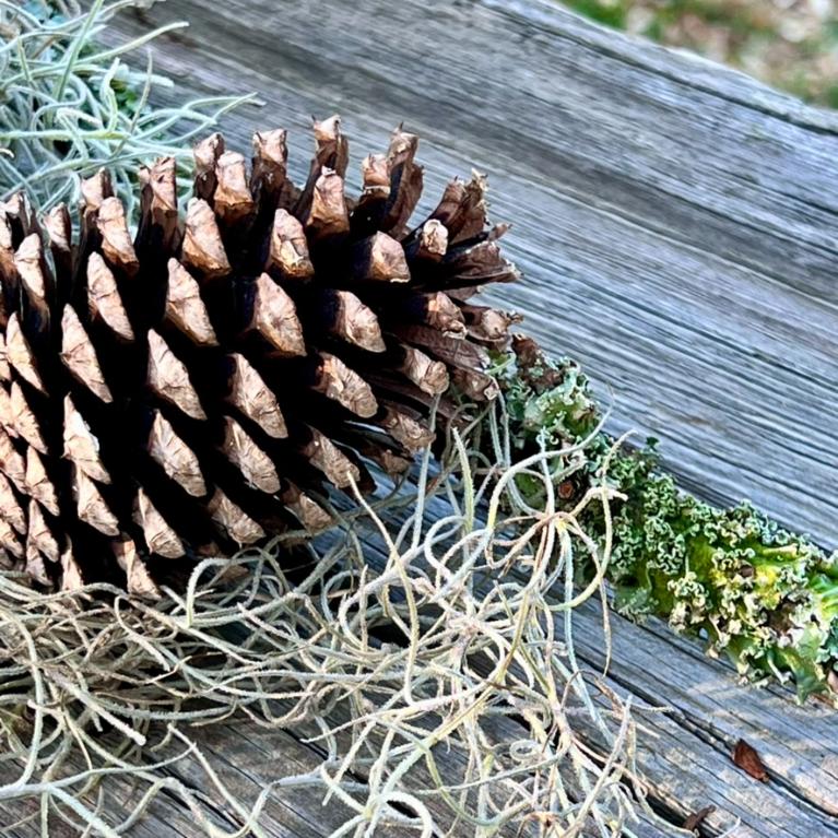 A brown pine cone rests on weathered wooden planks, surrounded by gray Spanish moss and greenish lichen, creating a natural and rustic scene.