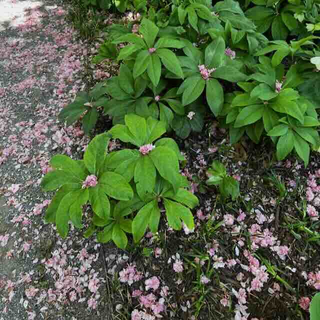 Green leafy plants with clusters of small pink flowers grow next to a path covered in scattered pink flower petals. The scene looks lush and vibrant, hinting at a spring or early summer setting.