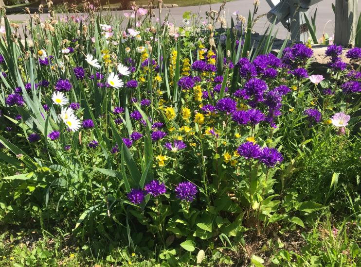 A vibrant garden bed with blooming purple, white, and yellow flowers surrounded by green foliage, set in bright sunlight near a paved walkway.