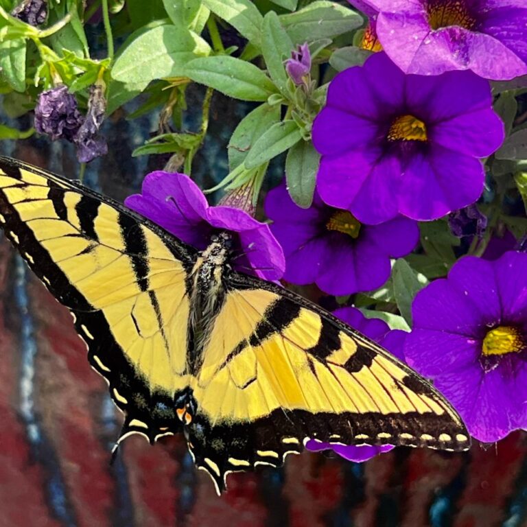 A yellow and black butterfly rests on vibrant purple flowers with green leaves in the background.
